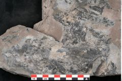 Foto (Detailansicht) von Pecopteris sp.  (NHMW-GEO-2024-0188-11220)